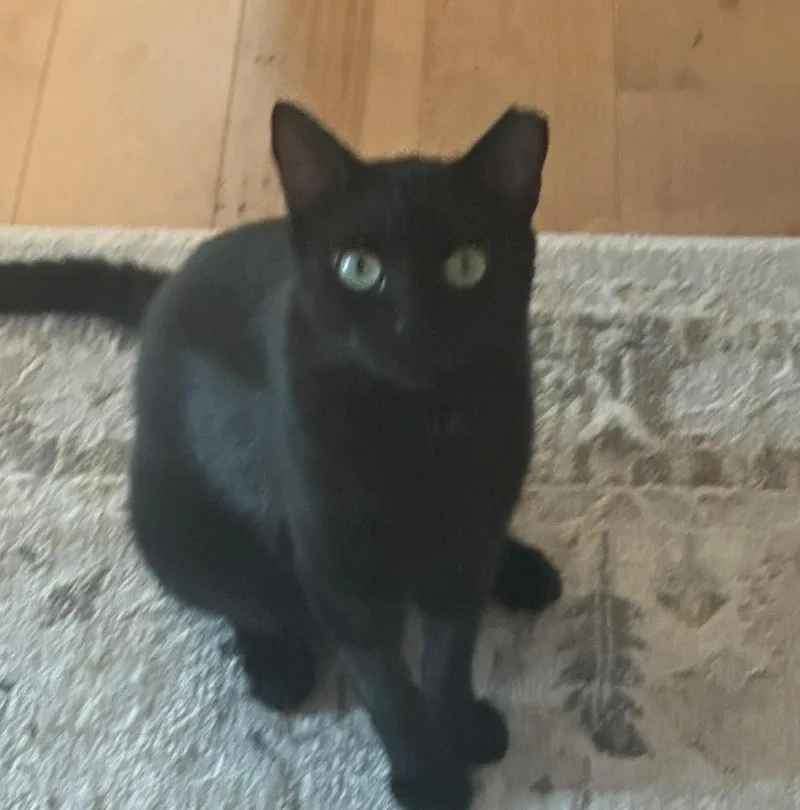 An adult small-sized male American Shorthair cat named Starsky for adoption in Charlotte, NC