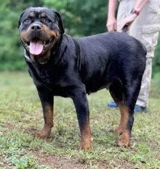Eva rottie