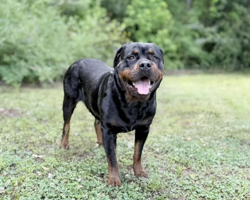 Eva  rottie thumbnail 2