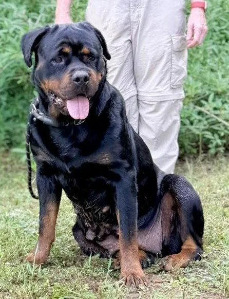 Eva  rottie thumbnail 3