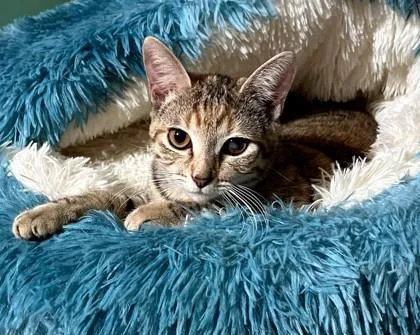 Catalina thumbnail 2