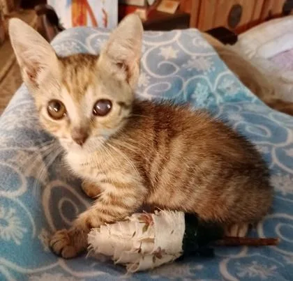 Catalina thumbnail 3