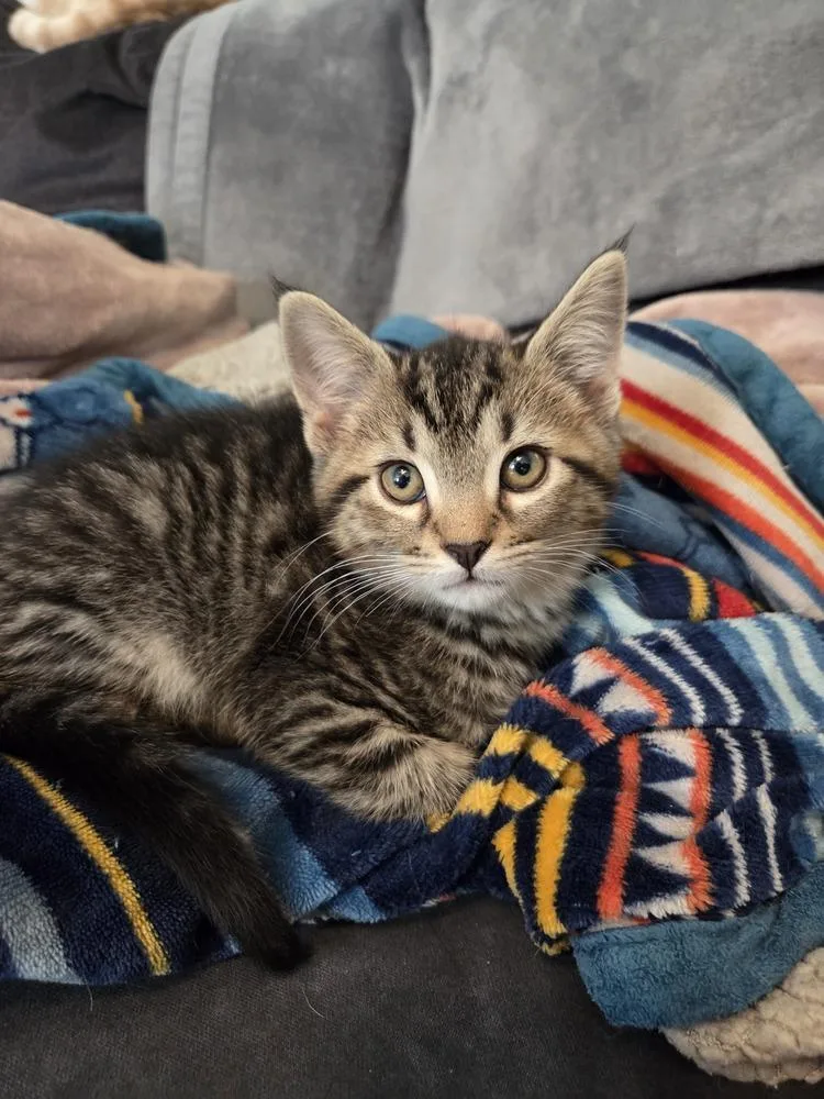 A baby small-sized male Brown / Chocolate Domestic Short Hair cat named Kicker for adoption in Henrico, VA