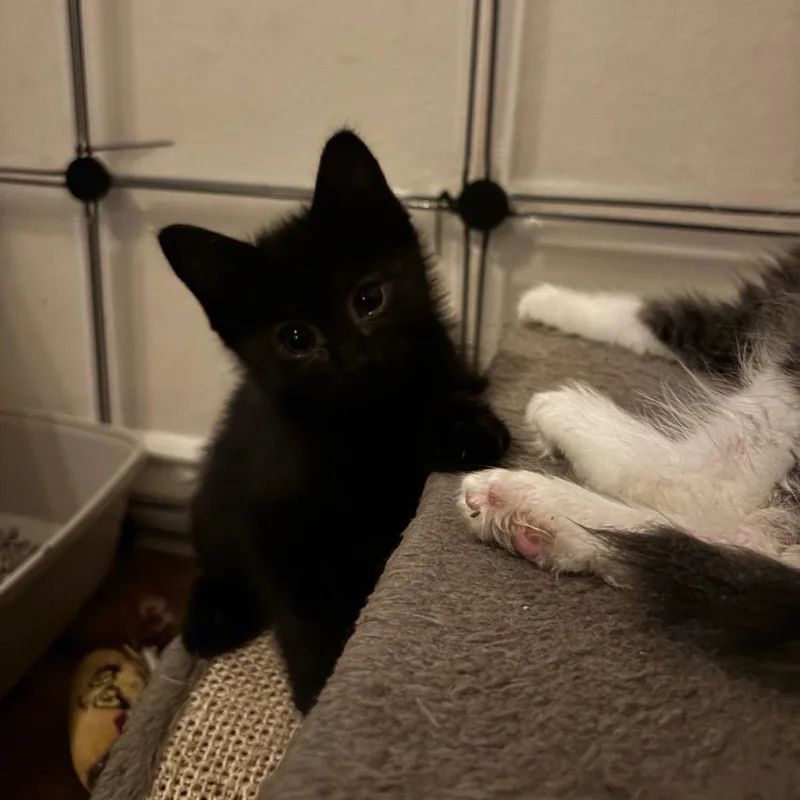A baby small-sized male Black Domestic Short Hair cat named Paypal for adoption in Westminster, CA