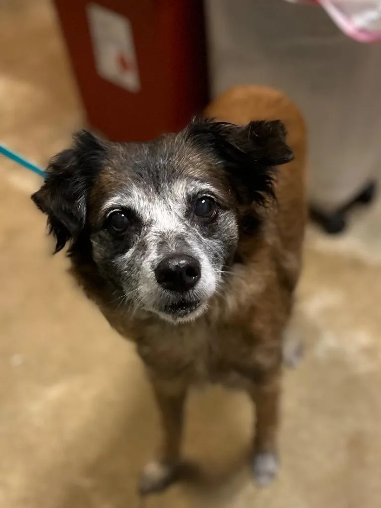A senior medium-sized female Shepherd dog named McFlurry for adoption in New Braunfels, TX