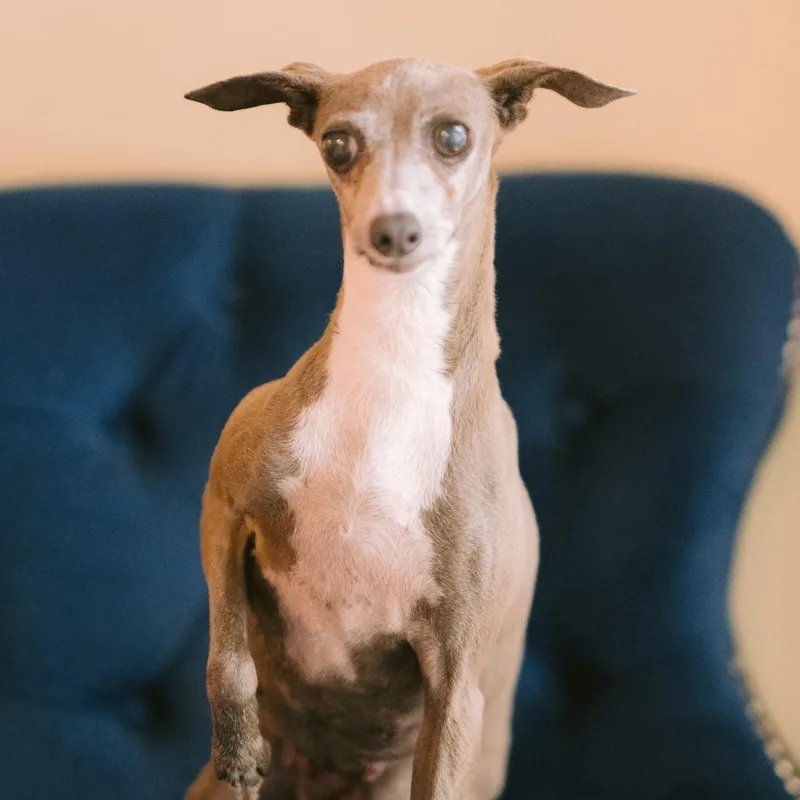 An adult small-sized female Italian Greyhound dog named Saphire of Weller for adoption in Zionsville, IN