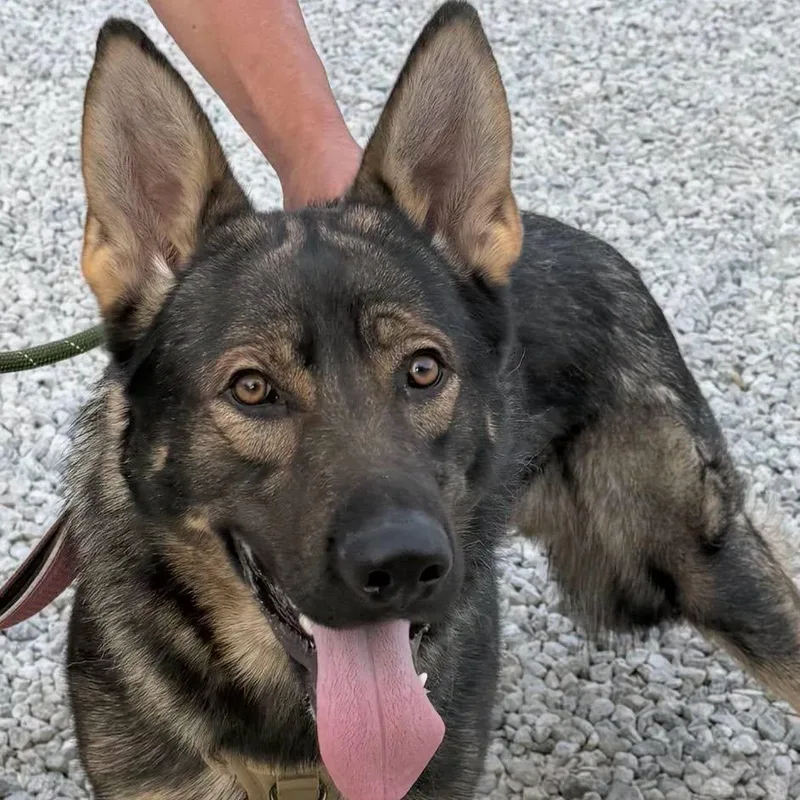 A young large-sized male German Shepherd Dog dog named Hunter for adoption in Warren, OH
