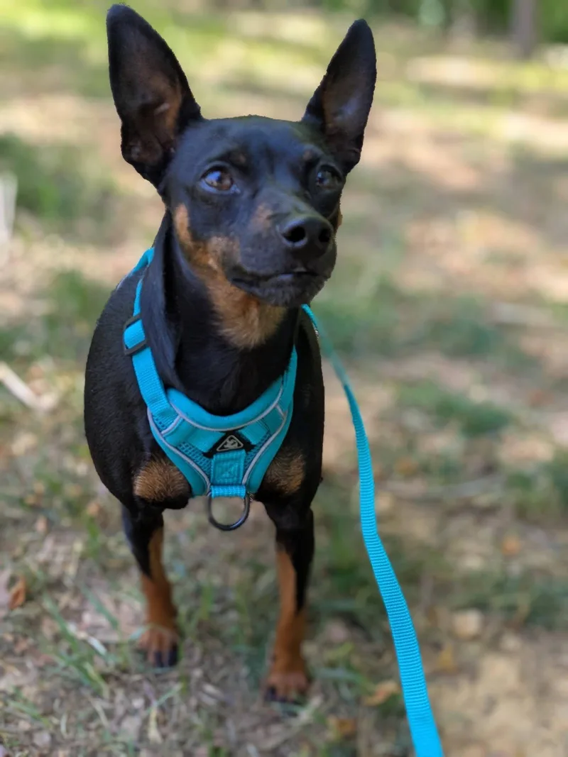 An adult small-sized female Bicolor Miniature Pinscher dog named Tammy for adoption in Powder Springs, GA
