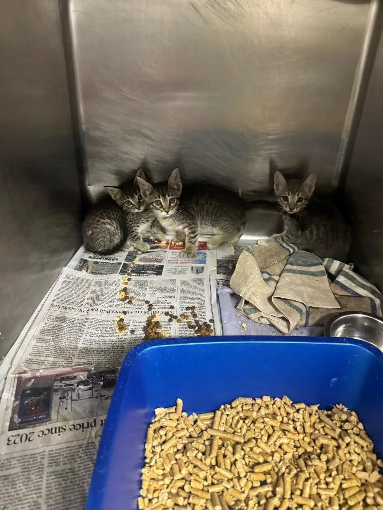 A baby medium-sized male Domestic Short Hair cat named Navy for adoption in Sorrento, LA