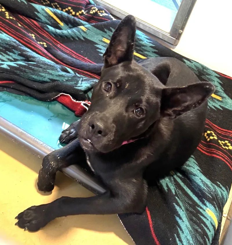 A young medium-sized male Shepherd dog named Diego Scas for adoption in Rockaway, NJ