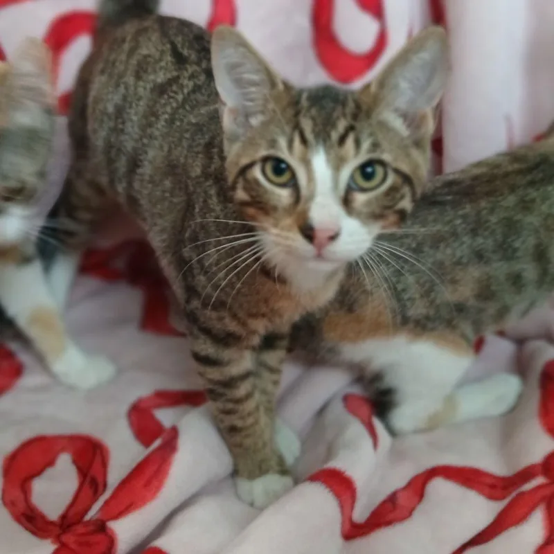 A baby medium-sized male Brown / Chocolate Domestic Short Hair cat named Amos Meet me at for adoption in Buffalo, MN