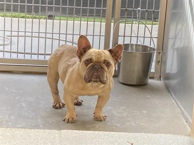 An adult medium-sized male French Bulldog dog named Monroe for adoption in Tustin, CA