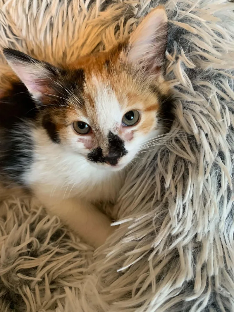 A baby medium-sized female Calico Domestic Short Hair cat named Skittles for adoption in Muskego, WI