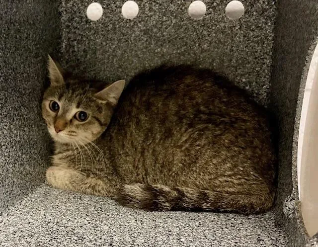 An adult medium-sized female Gray / Blue / Silver Domestic Short Hair cat named Cheryl for adoption in Cincinnati, OH