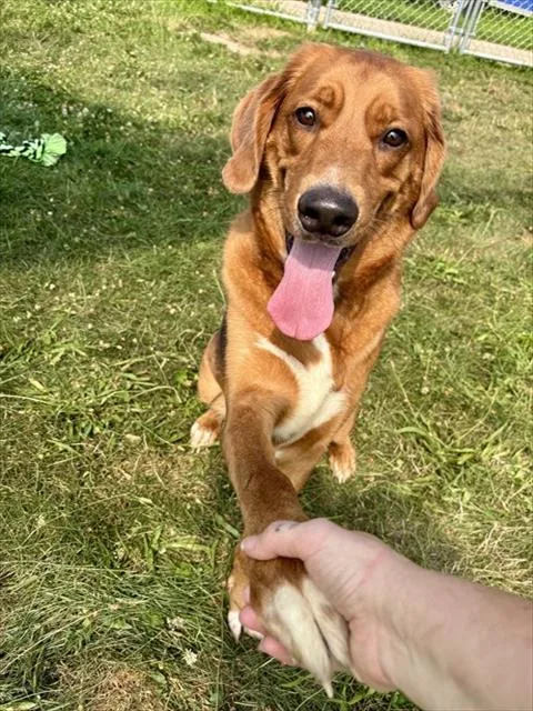 An adult large-sized male Labrador Retriever dog named Charlie Brown for adoption in Kalamazoo, MI