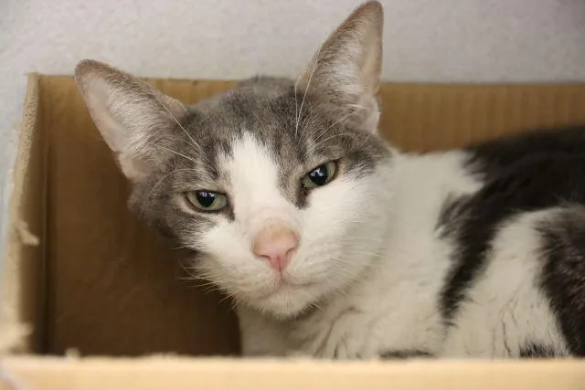 An adult small-sized male Domestic Short Hair cat named Hermes for adoption in Tucson, AZ