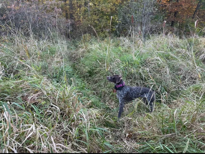 An adult medium-sized female German Shorthaired Pointer dog named Raven for adoption in Tewksbury, MA