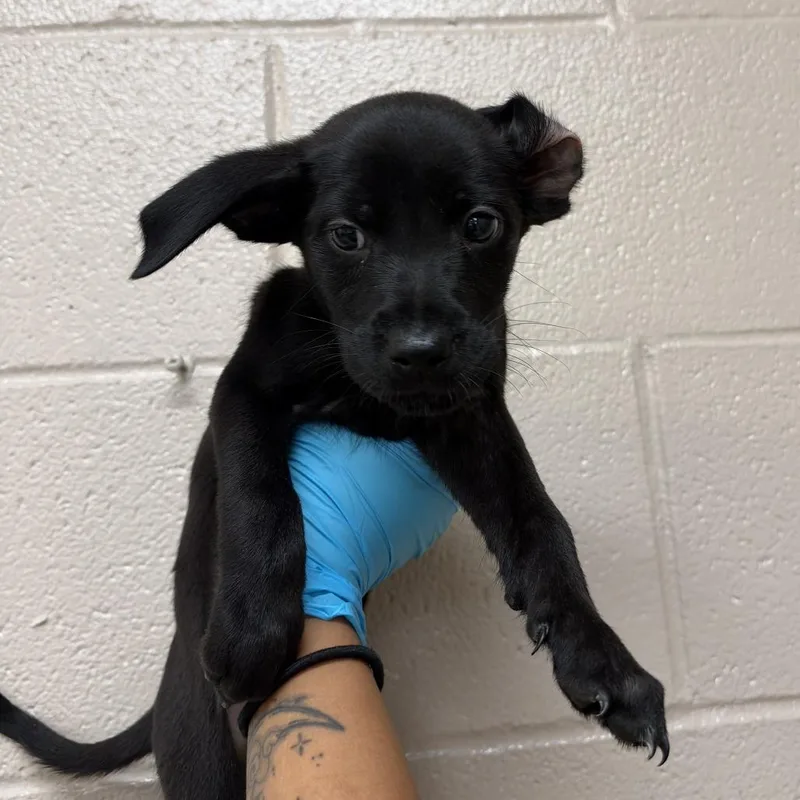 A baby small-sized male Black Labrador Retriever dog named Bear for adoption in Birmingham, AL