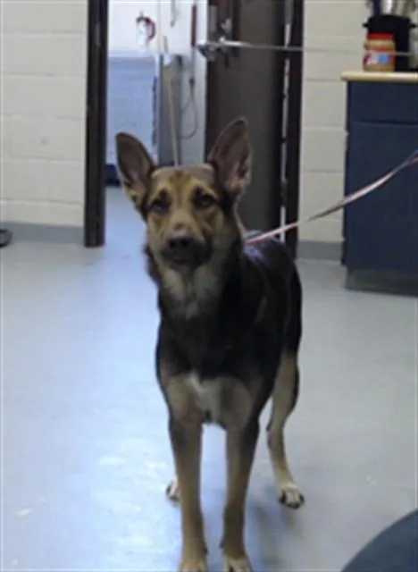 A young medium-sized female German Shepherd Dog dog named Hazel for adoption in Fayetteville, NC