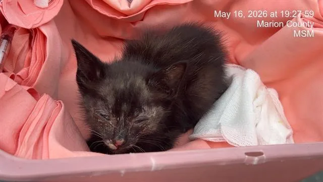 A baby small-sized female Domestic Short Hair cat named Winnie for adoption in Ocala, FL