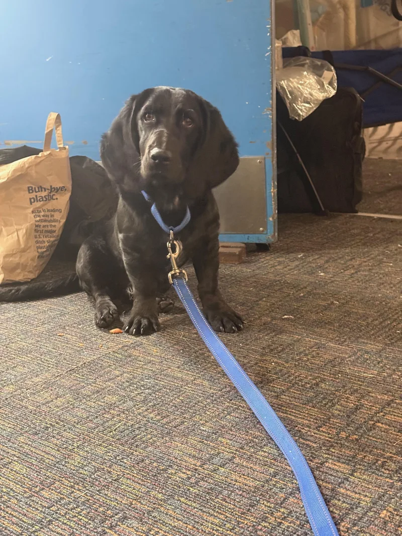 Maverick thumbnail 2