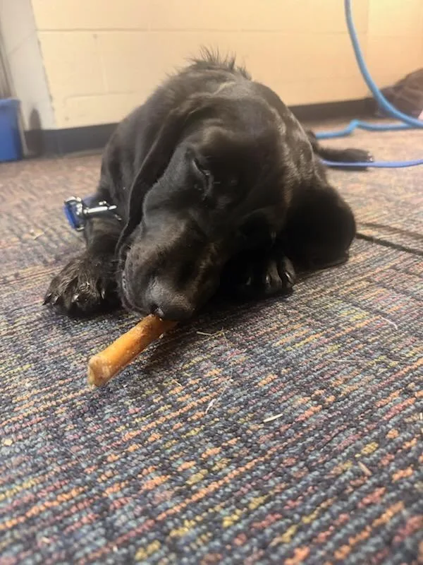 Maverick thumbnail 3