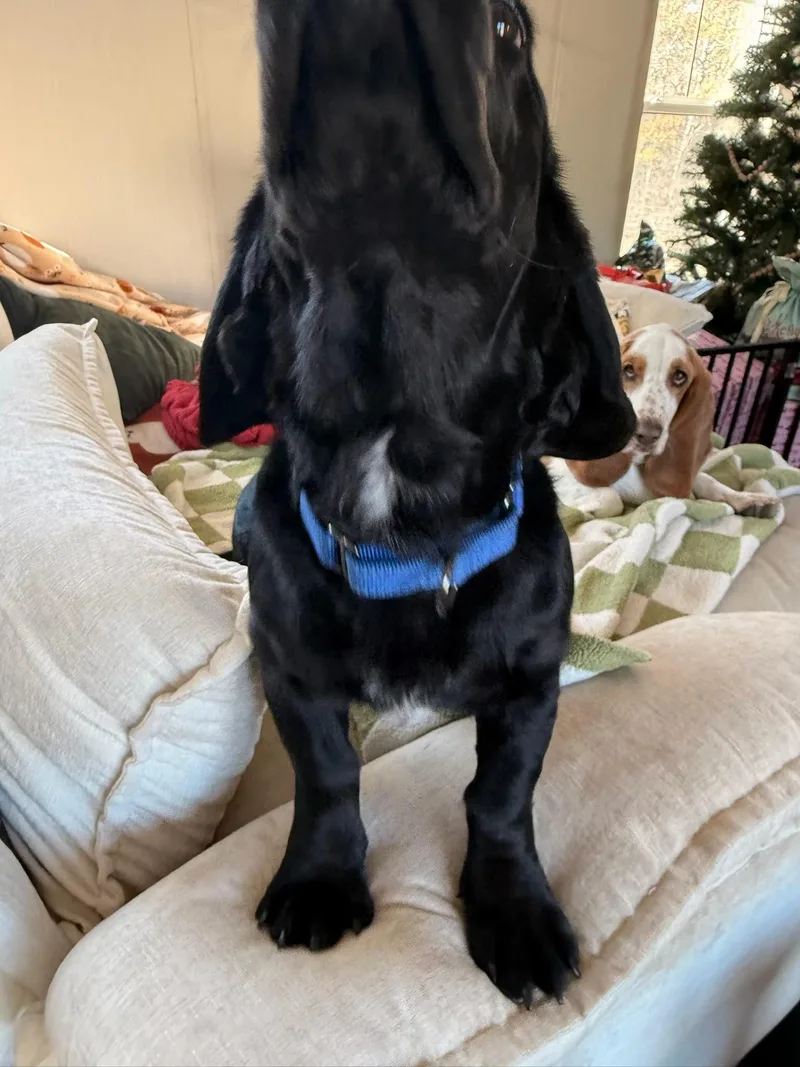 Maverick thumbnail 4