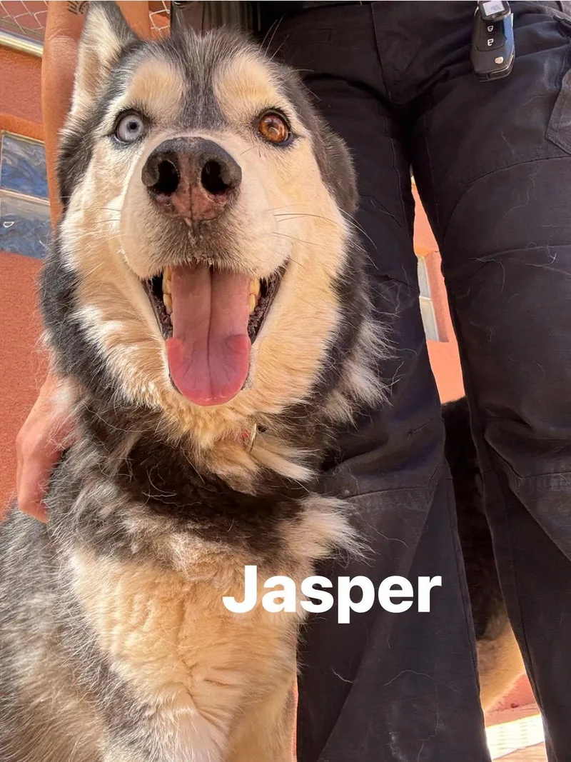 Jasper
