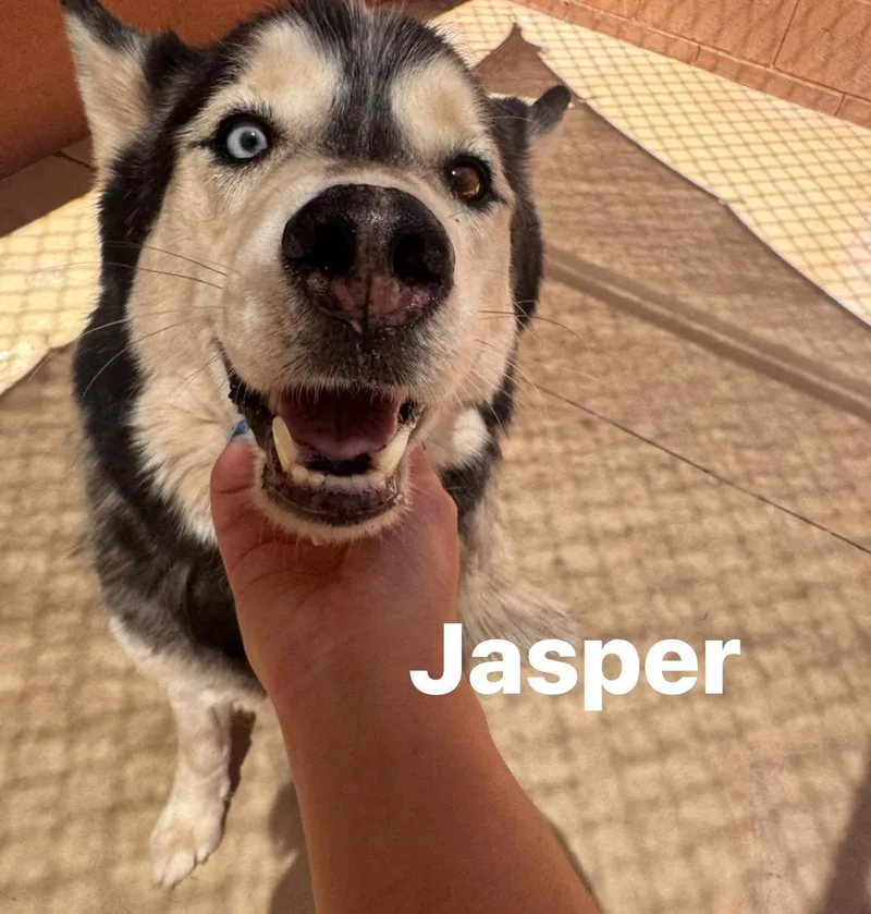 Jasper thumbnail 3