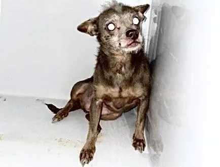 An adult small-sized female Chihuahua dog named A for adoption in Houston, TX