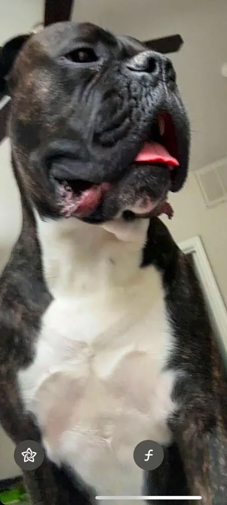 An adult medium-sized male Boxer dog named Elias II for adoption in Hewitt, TX