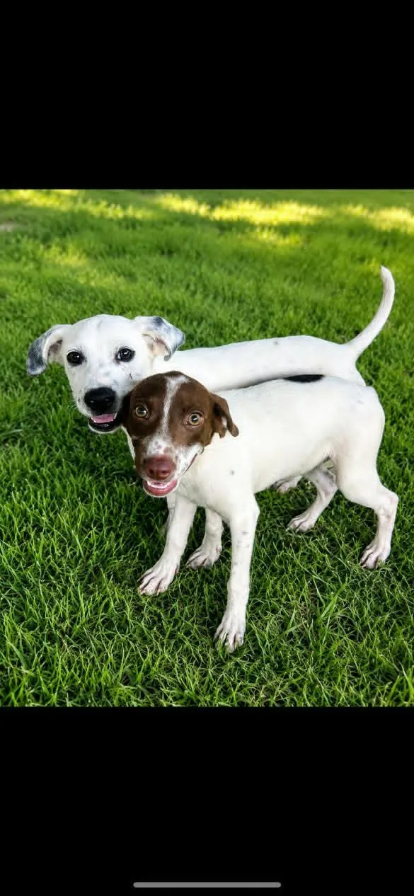 A young small-sized female Mixed Breed dog named Greta for adoption in Groton, CT