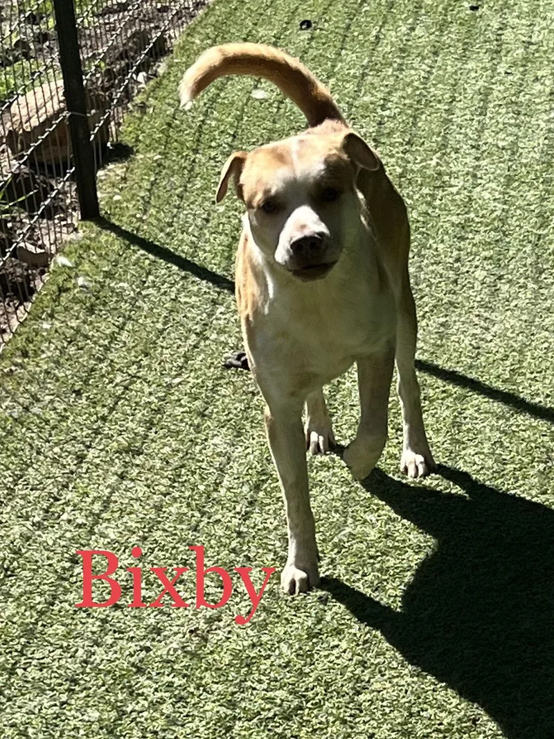 Bixby thumbnail 2
