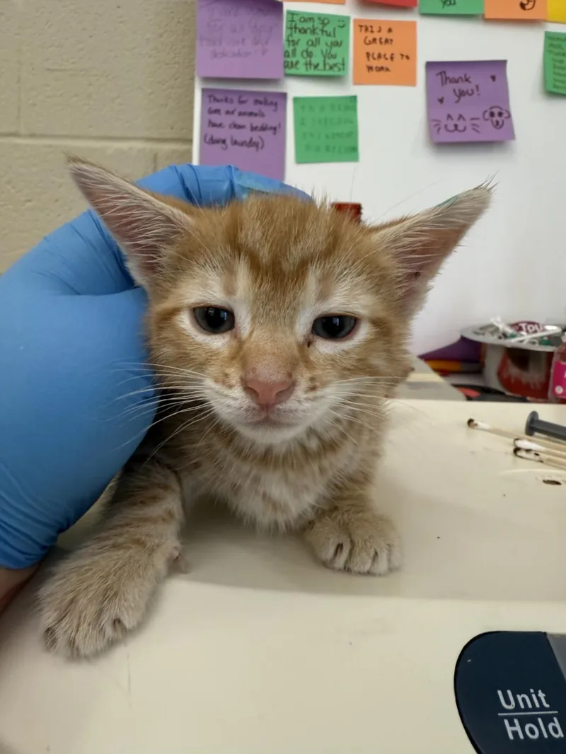 A young medium-sized male Domestic Short Hair cat named Roger for adoption in Hagerstown, MD