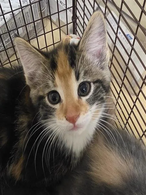 A baby small-sized female Domestic Short Hair cat named Euclid for adoption in Sacramento, CA