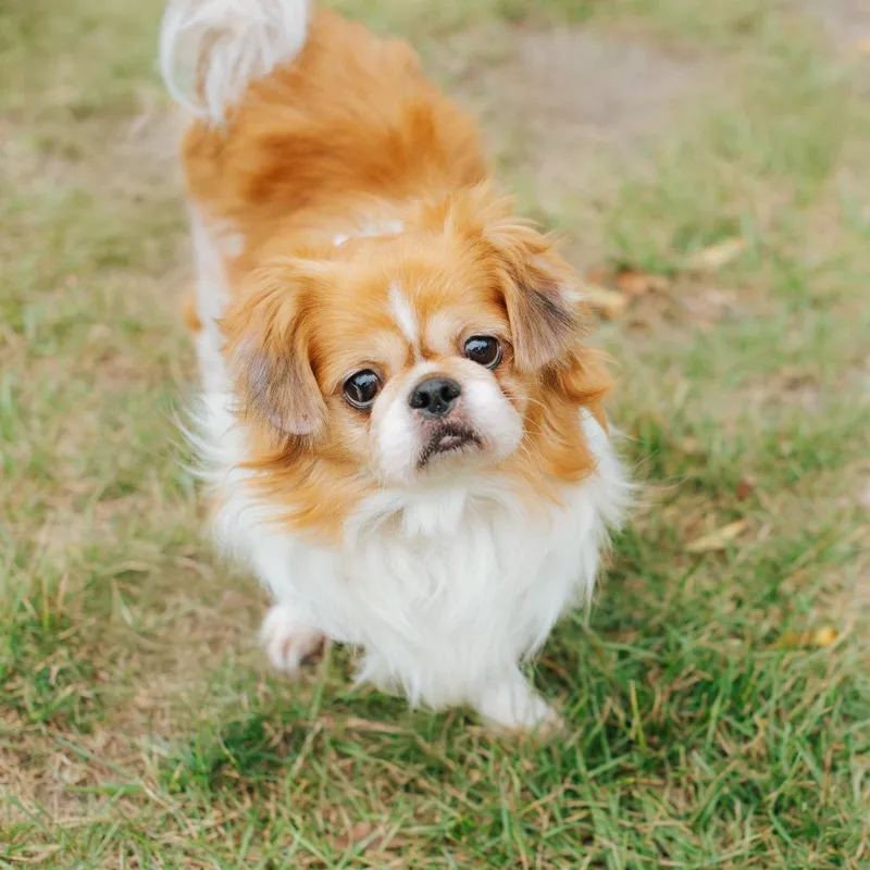 An adult small-sized male Brown / Chocolate Pekingese dog named Browny for adoption in Northbrook, IL