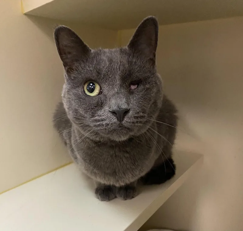 An adult medium-sized female Gray / Blue / Silver Domestic Short Hair cat named Wiwa for adoption in Gettysburg, PA