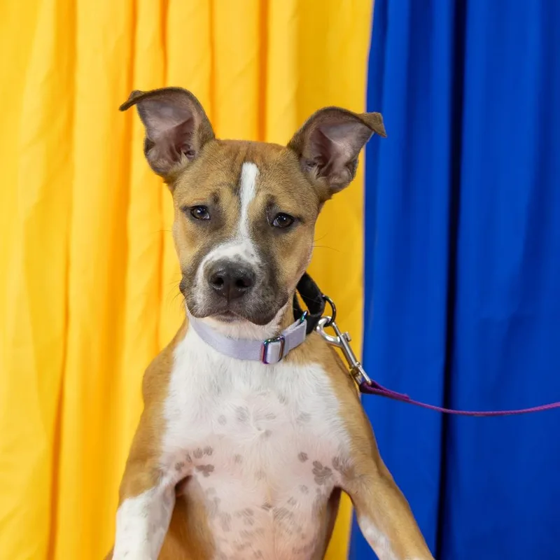 A young medium-sized female Black Mouth Cur dog named Honey for adoption in Gainesville, FL