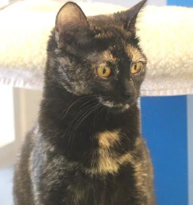 Sparkles thumbnail 2