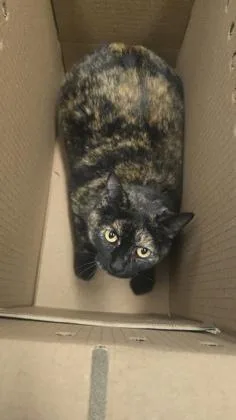 Sparkles thumbnail 3