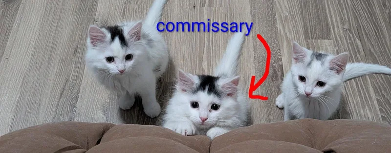 A young medium-sized male Domestic Long Hair cat named Commissary for adoption in Aurora, CO