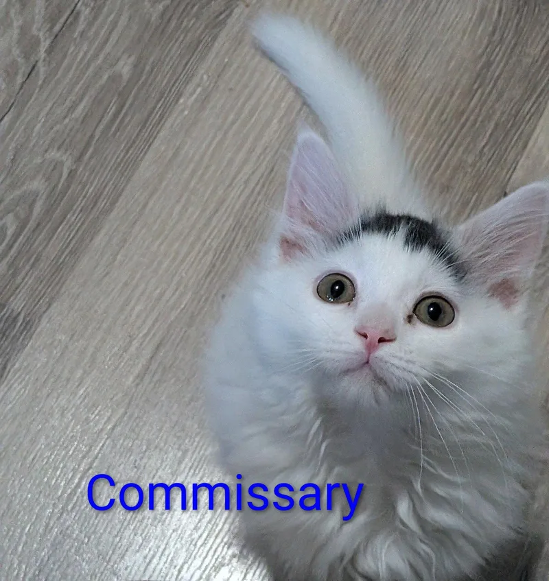 Commissary thumbnail 2