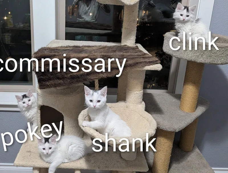 Commissary thumbnail 3