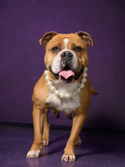 An adult medium-sized female Mixed Breed dog named Griselda for adoption in Atlanta, GA