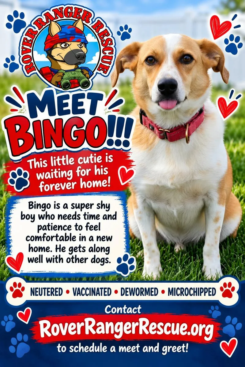 An adult small-sized male White / Cream Cattle Dog named Bingo for adoption in Wrightwood, CA