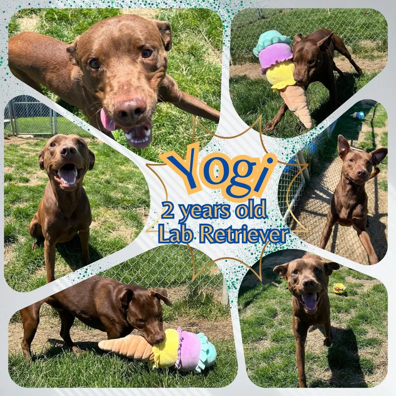 Yogi
