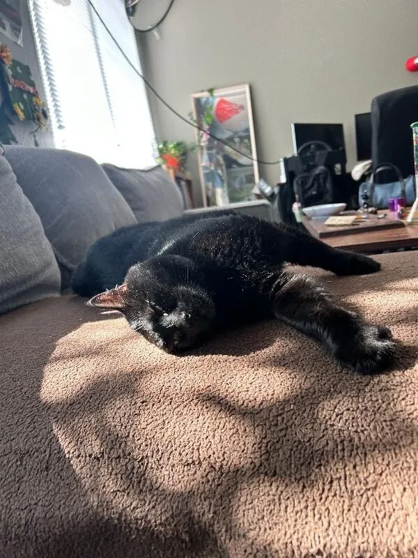 An adult medium-sized female Black Domestic Short Hair cat named Zuri for adoption in Fort Collins, CO