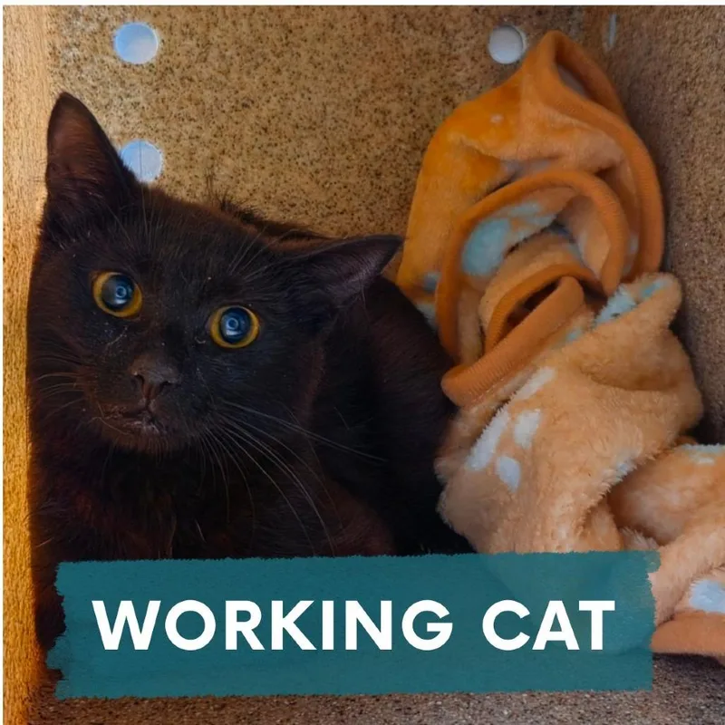 A young medium-sized female Black Domestic Short Hair cat named Beanie Baby for adoption in Asheville, NC