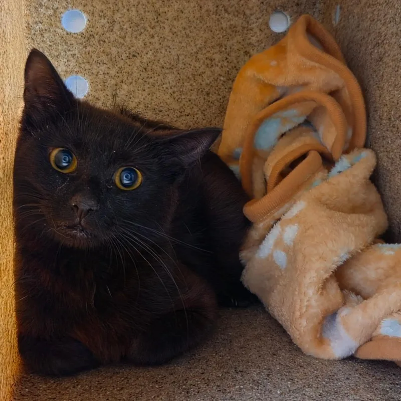 Beanie Baby thumbnail 3