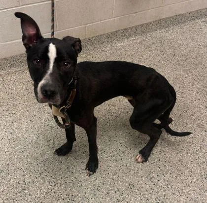 An adult medium-sized male Black Pit Bull Terrier dog named Willy Wonka for adoption in Kansas City, MO
